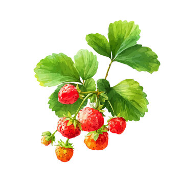 Watercolor isometric vector-style illustration of Wild Strawberry, isolated on white background.