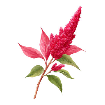 Watercolor isometric artwork featuring Amaranth Flower, presented on white background.