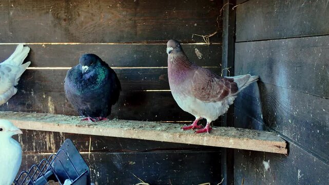 Pair of pigeons inside wooden dovecote calmly observing surroundings while standing on interior breeding shelf