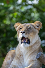 Obraz premium Female African Lion (Panthera leo) - Common in savannas and grasslands of sub-Saharan Africa