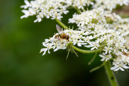 Marmalade Hoverfly (Episyrphus balteatus) - Common in gardens and parks across Ireland and Europe