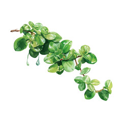 Isometric-style watercolor depiction of Trailing Jade, set against a white background. © John