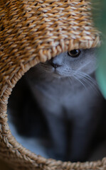 kot, kot brytyjski, kot domowy, szary kot, kot w domu, kot malutki, kotek, ssak,  © Anna