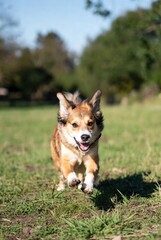 An energetic brown and white dog runs happily across a sunlit green field