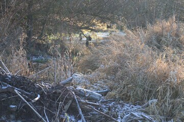 Beavers reinterpret Floodplain landscapes