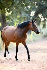 Obraz premium A beautiful bay horse with black mane trots gracefully along a sunlit dirt