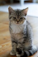 Small grey tabby kitten with striped fur and curious green eyes sitting