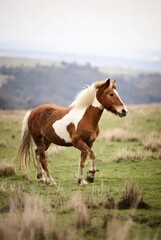 Piebald horse with a creamy mane gracefully trotting through a green grassy