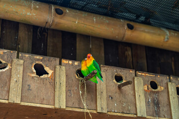 A pair of vibrant Fischerlovebirds Agapornis fischeri sitting on a perch near their wooden nesting boxes in an aviary