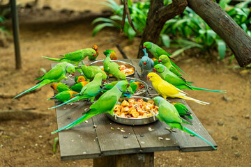 Wildlife photography capturing numerous green parrots competing for food on a table in a shaded outdoor enclosure environment