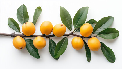 Ripe yellow loquat hang on a branch with green leaves. The fruit looks juicy and fresh on a white background