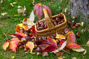 basket full of chestnuts - autum in a garden
