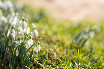 snowdrops - one of the first spring flowers