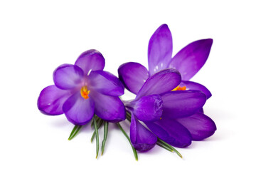 crocus - one of the first spring flowers