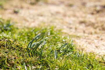 snowdrops - one of the first spring flowers