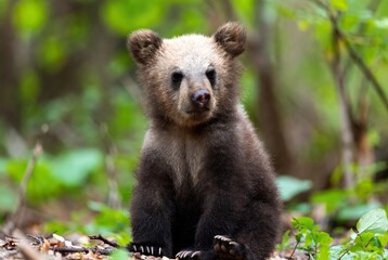 Fototapeta premium Adorable little brown bear cub sitting calmly in a lush green forest environment