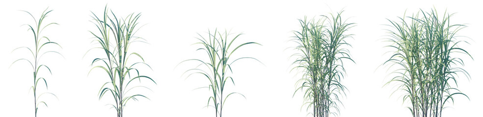 Obraz premium Set of Pennisetum purpureum (Cenchrus purpureus, commonly known Napier grass, elephant grass or Uganda grass) isolated frontal png on a transparent background perfectly cutout