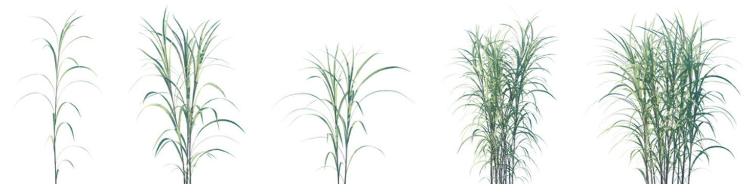 Set of Pennisetum purpureum (Cenchrus purpureus, commonly known Napier grass, elephant grass or Uganda grass) isolated frontal png on a transparent background perfectly cutout