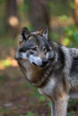 Fototapeta premium Magnificent grey wolf with intense amber eyes stands alert in a forest