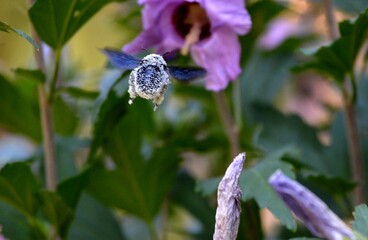 a large beetle on a purple flower