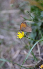 brown butterfly on a yellow flower