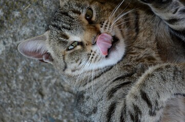 the cat is lying down and licking itself