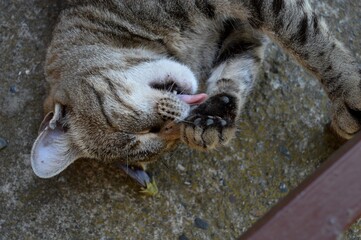 the cat is lying down and licking itself