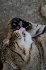 the cat is lying down and licking itself