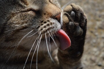 the cat is lying down and licking itself
