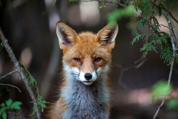 Close-up portrait of a majestic red fox looking intently in a dark forest