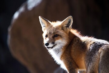 Fototapeta premium Majestic red fox with striking backlighting and vibrant fur in natural