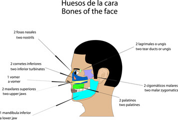 Fototapeta premium Anatomía topografía humana huesos de la cara vista de perfil