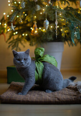 Kot, Kot brytyjski, szary kot, piękny kot, kot domowy © Anna