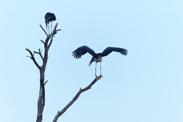 Two marabou stork (Leptoptilos crumenifer) high overhead roosting at dusk against blue sky.