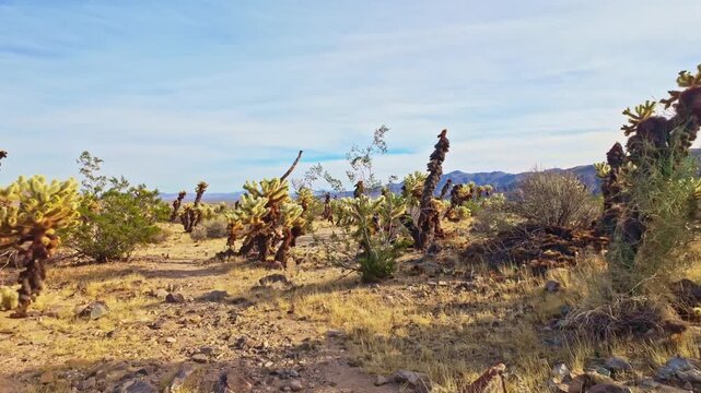Dense fields of teddy bear cholla create a surreal desert landscape at Cholla Cactus Garden in Pinto Basin California