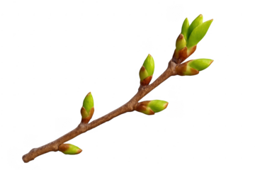 Young spring buds and leaves growing on branch