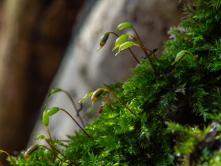 Funaria hygrometrica