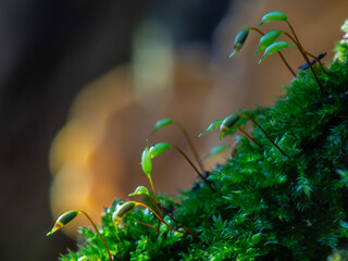 Funaria hygrometrica