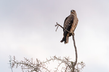 Tawny Eagle (Aquila rapax) perched high on branch from low angle