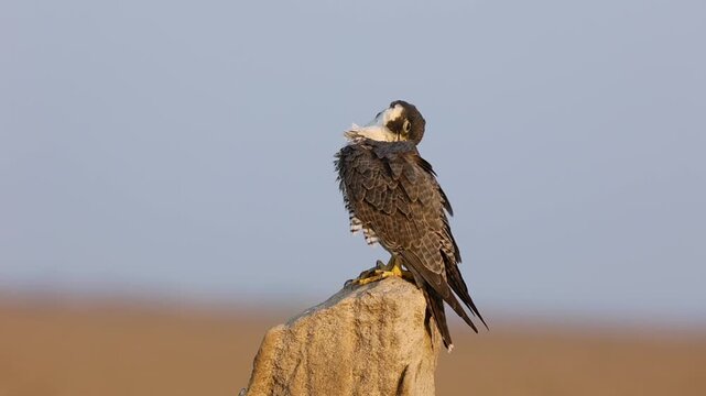 Peregrine falcon preening from little rann of kutch in gujarat