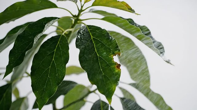 Closeup of a vibrant green avocado plant with lush leaves against a bright background.