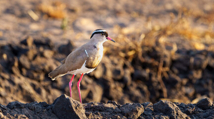 Crowned Lapwing (Vanellus coronatus) standing on rocky terrain