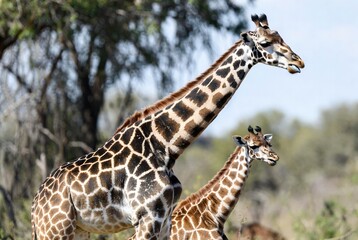 Obraz premium Close-up of a graceful adult giraffe and its young calf in a natural savanna