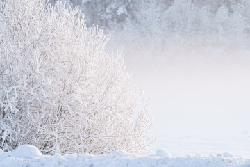 A frost-covered bush on a cold and sunny winter day © talavietis