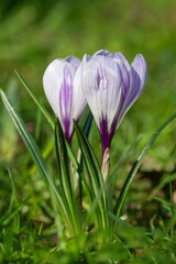 Close up of a purple and white striped spring crocuses (crocus vernus) in bloom
