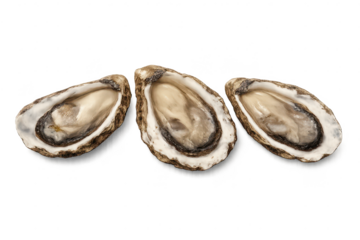Three Raw Oysters Freshly Shucked on a transparent background image.