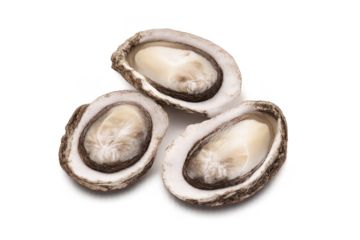 Three oyster halves shown on a transparent background seafood delicacy.