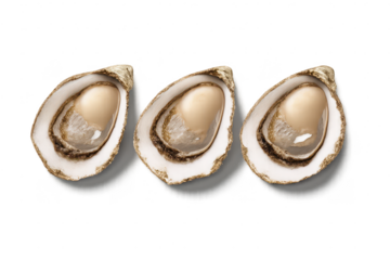 Three oysters open on a transparent background for culinary design.