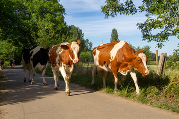 Milchk&uuml;he auf ihrem abendlichen Weg von der Weide in den Stall