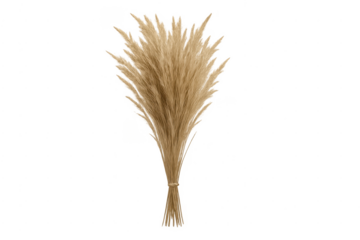 Pampas grass bouquet promoting bohemian home decor